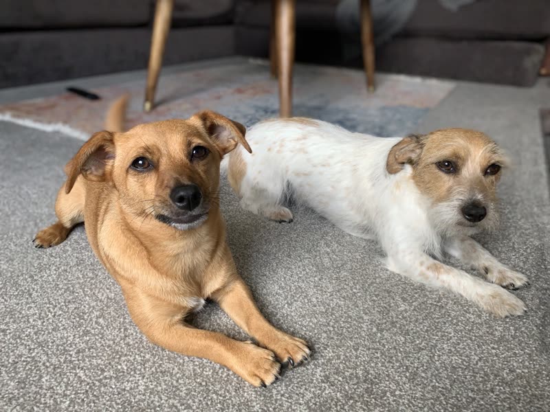 A tan terrier and a white Jack Russell lying together on a grey carpet