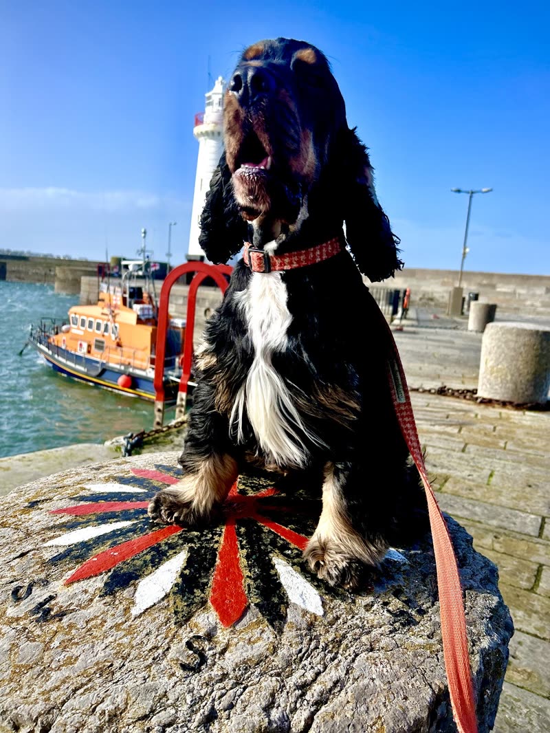 Black-and-white cocker spaniel on a lead sitting on a harbour rock, lifeboat and blue sky behind