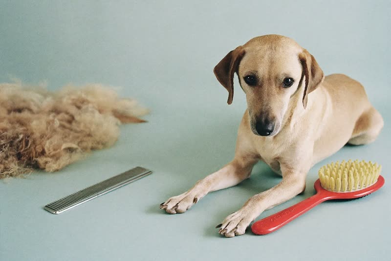 Grooming brush and comb on a pastel background