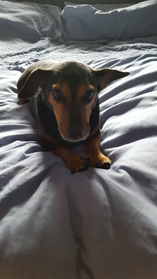 Black-and-tan dachshund lying on a bed looking at the camera